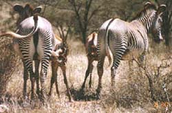 Mother Zebras